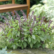 Basilic Queen of Sheba (thai)