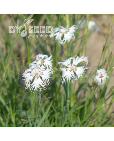 OEillet vivace des sables - Dianthus arenarius