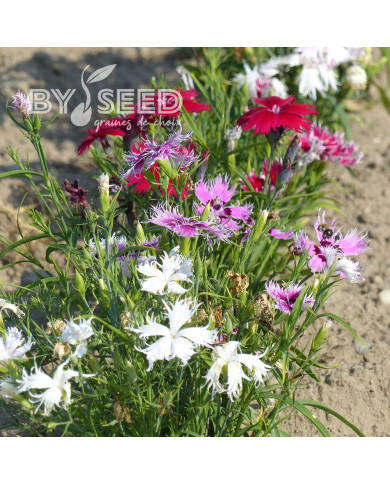 OEillet superbus Spooky Mix