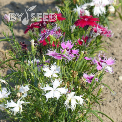 OEillet superbus Spooky Mix