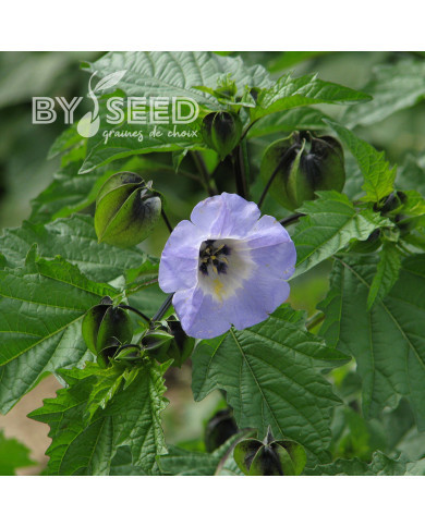 Nicandra physalodes Faux Coqueret