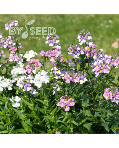 Némésia Seventh Heaven Mix (graines enrobées)