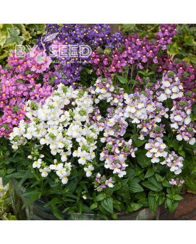 Némésia Seventh Heaven Mix (graines enrobées)