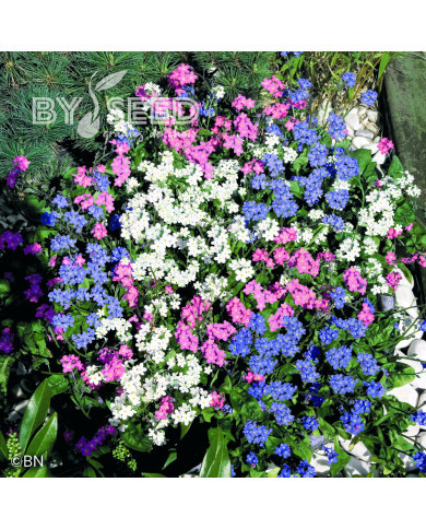 Myosotis Sylva Mix