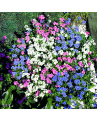 Mélange de fleurs à couper pour bouquets BIO