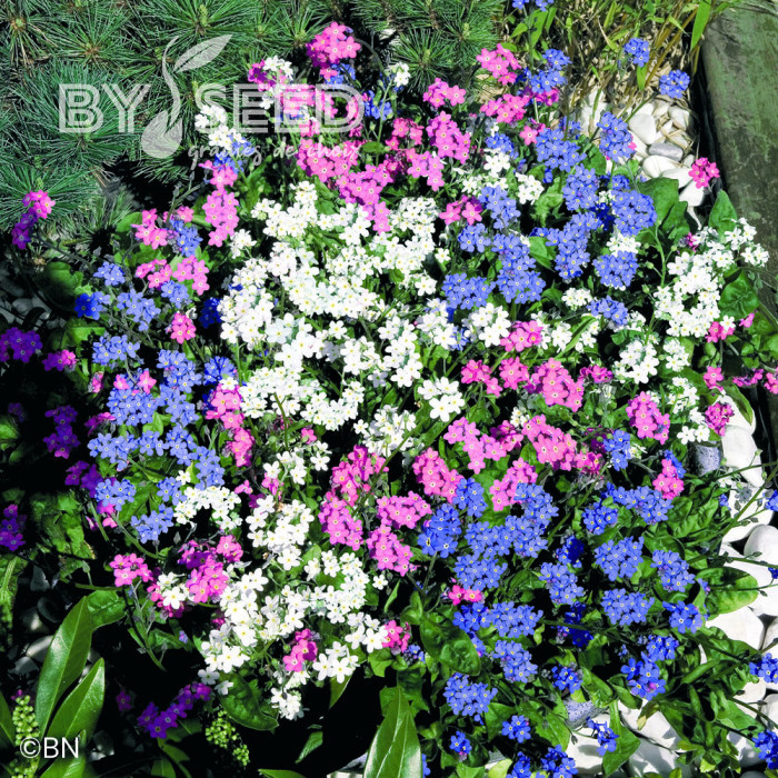 Myosotis Sylva Mix