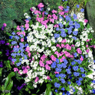 Myosotis Sylva Mix