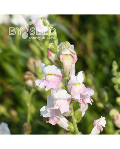 Muflier Maximum Appleblossom