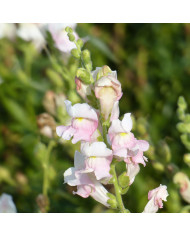 Achillée ptarmica Double Diamond