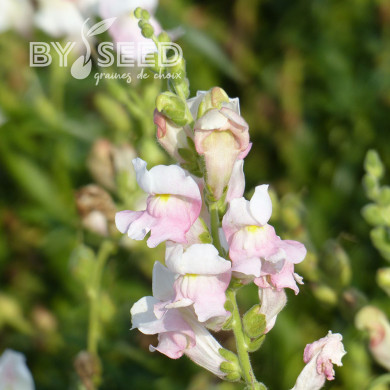 Muflier Maximum Appleblossom