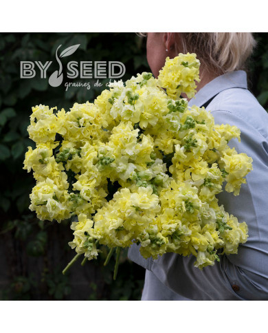 Muflier F1 double Madame Butterfly Yellow