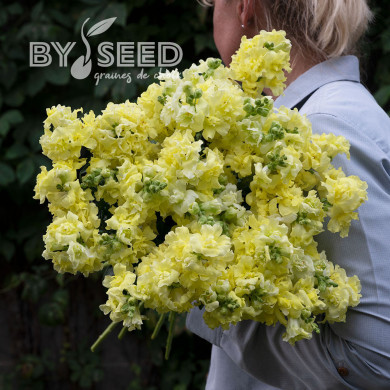 Muflier F1 double Madame Butterfly Yellow