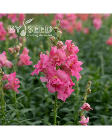 Muflier F1 double Madame Butterfly Rose