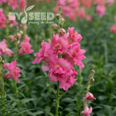 Muflier F1 double Madame Butterfly Rose