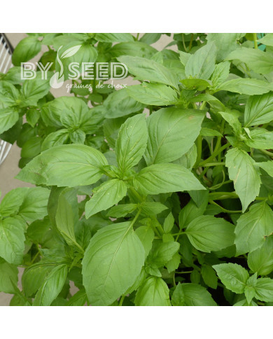 Basilic Queen of Sheba (thai)