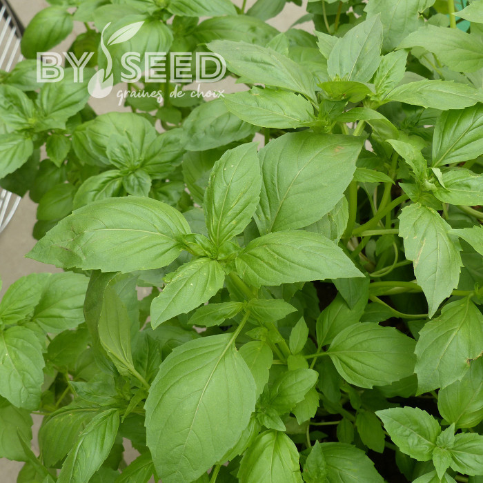 Basilic Queen of Sheba (thai)