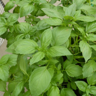 Basilic Queen of Sheba (thai)