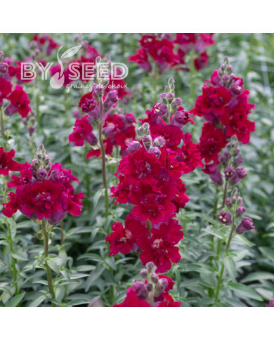 Muflier F1 double Madame Butterfly Red