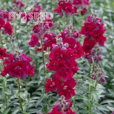 Muflier F1 double Madame Butterfly Red