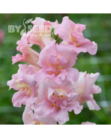 Muflier F1 double Madame Butterfly Pink