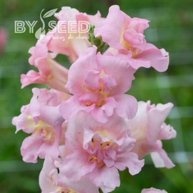 Muflier F1 double Madame Butterfly Pink