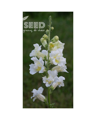 Muflier F1 double Madame Butterfly Ivory