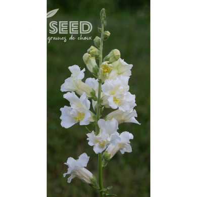 Muflier F1 double Madame Butterfly Ivory