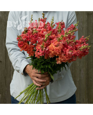 Muflier F1 double Madame Butterfly Cherry Bronze