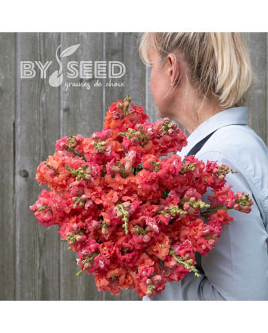 Muflier F1 double Madame Butterfly Cherry Bronze