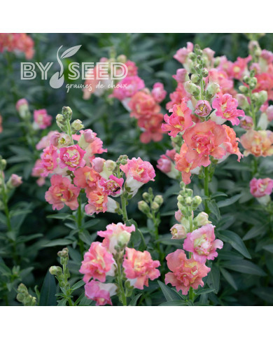 Muflier F1 double Madame Butterfly Bronze White