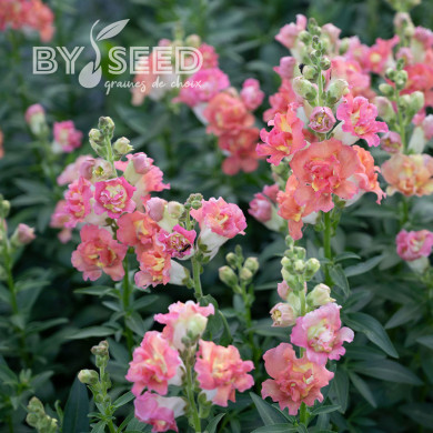 Muflier F1 double Madame Butterfly Bronze White