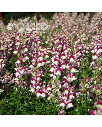 Muflier Cherry Twist