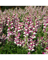 Armeria pseudarmeria Mix