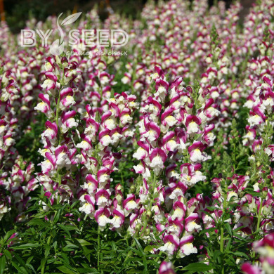 Muflier Cherry Twist