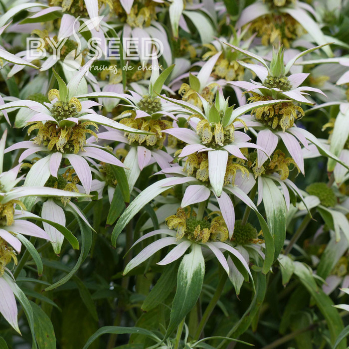 Monarde punctata