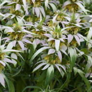 Monarde punctata