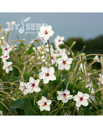 Mirabilis longiflora Angel Trumpets