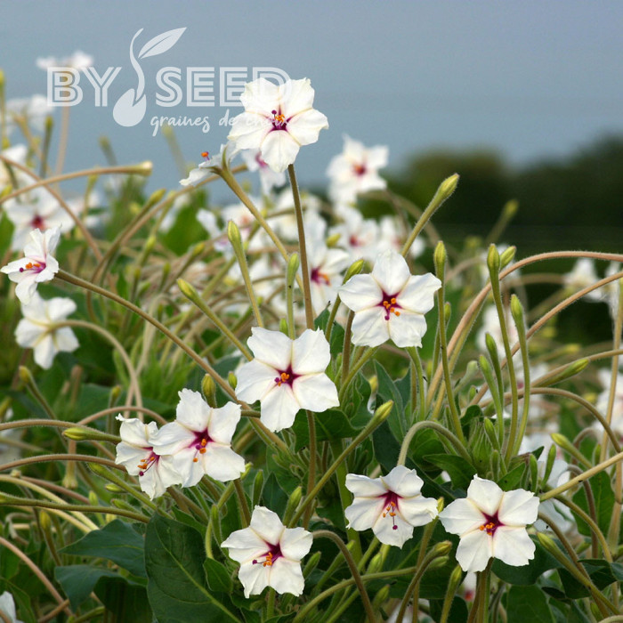 Mirabilis longiflora Angel Trumpets