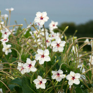 Mirabilis longiflora Angel Trumpets