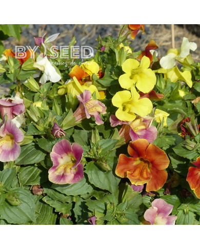 Mimulus Maximus Mix (graines enrobées)