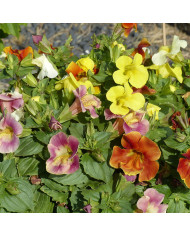 Mirabilis longiflora Angel Trumpets
