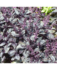 Basilic Red Rubin BIO