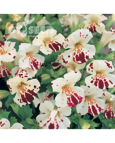 Mimulus Magic White Blotch (graines enrobées)