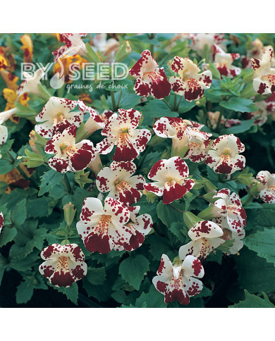 Mimulus Magic White Blotch (graines enrobées)