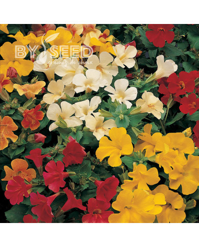 Mimulus Magic Mix (graines enrobées)