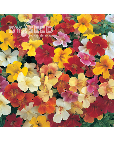 Mimulus Magic Mix (graines enrobées)