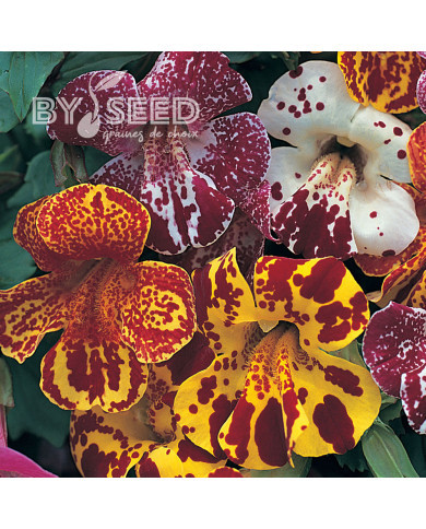 Mimulus Magic Blotch Mix (graines enrobées)