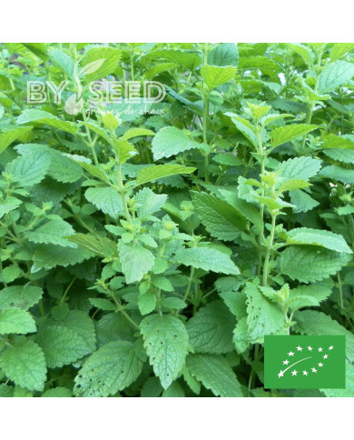 Mélisse officinale BIO