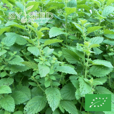 Mélisse officinale BIO