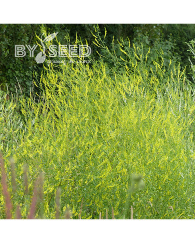 Mélilot jaune (plante sauvage)